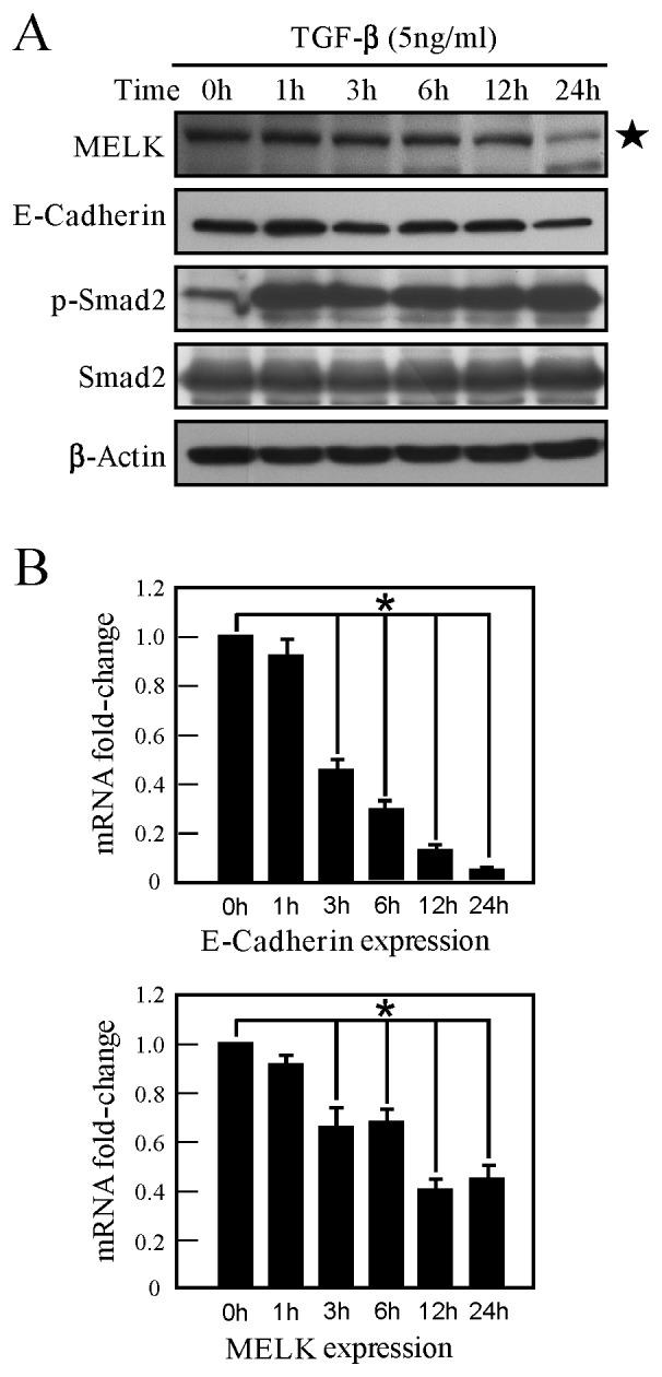 https://cdn.ncbi.nlm.nih.gov/pmc/blobs/32c6/5452933/b9eb07ba8786/ol-13-06-4794-g01.jpg