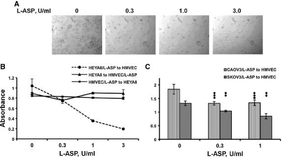 https://cdn.ncbi.nlm.nih.gov/pmc/blobs/32c9/3823430/0e208e2b1619/jcmm0016-2369-f4.jpg