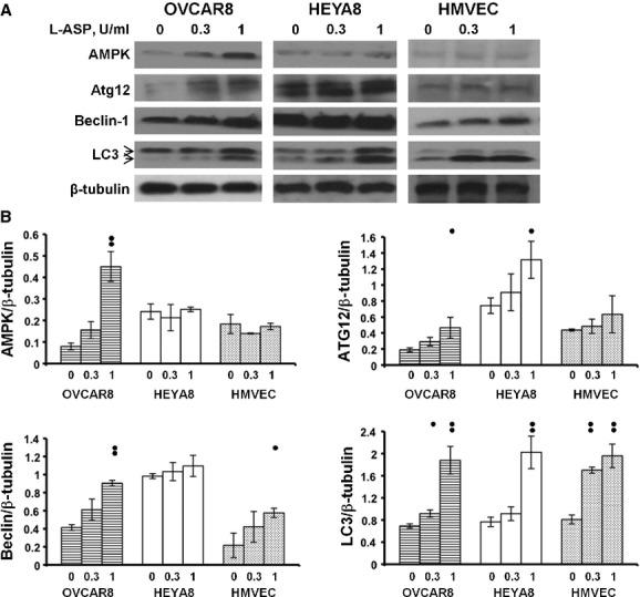 https://cdn.ncbi.nlm.nih.gov/pmc/blobs/32c9/3823430/b952575979d4/jcmm0016-2369-f6.jpg