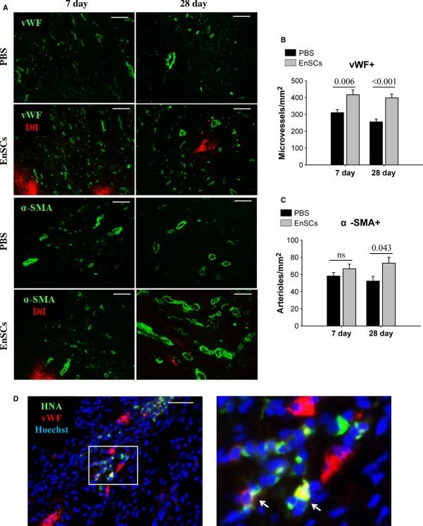 https://cdn.ncbi.nlm.nih.gov/pmc/blobs/32c9/4159016/c0f64107b199/jcmm0017-1247-f7.jpg