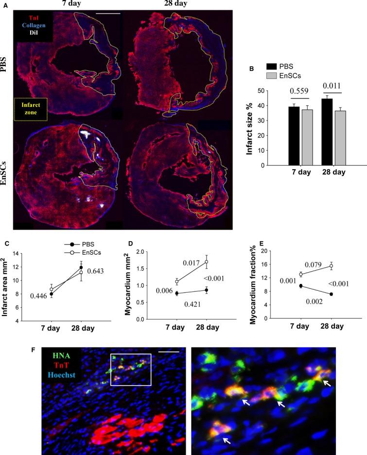 https://cdn.ncbi.nlm.nih.gov/pmc/blobs/32c9/4159016/dd439759895a/jcmm0017-1247-f3.jpg