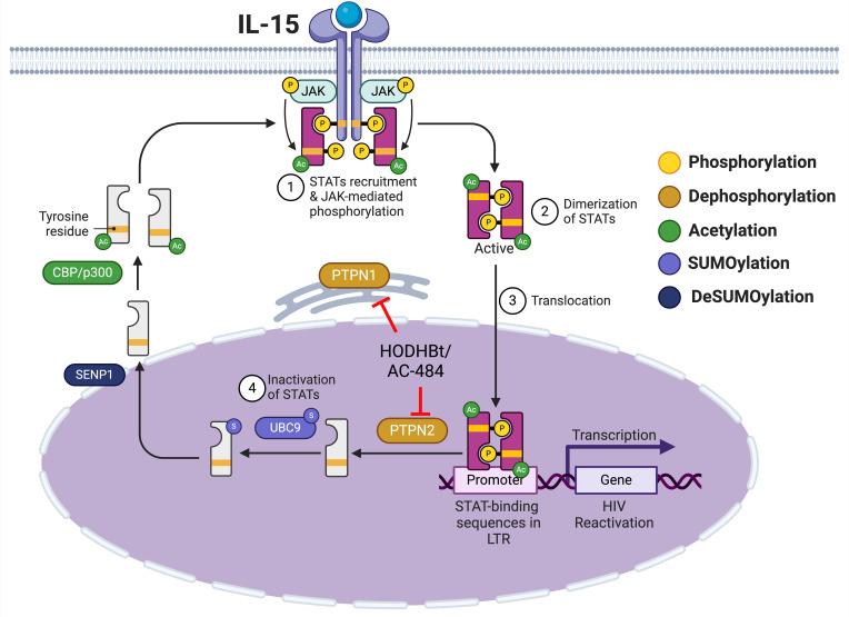 https://cdn.ncbi.nlm.nih.gov/pmc/blobs/32cb/11457865/fa32ef53ad08/jciinsight-9-179680-g101.jpg