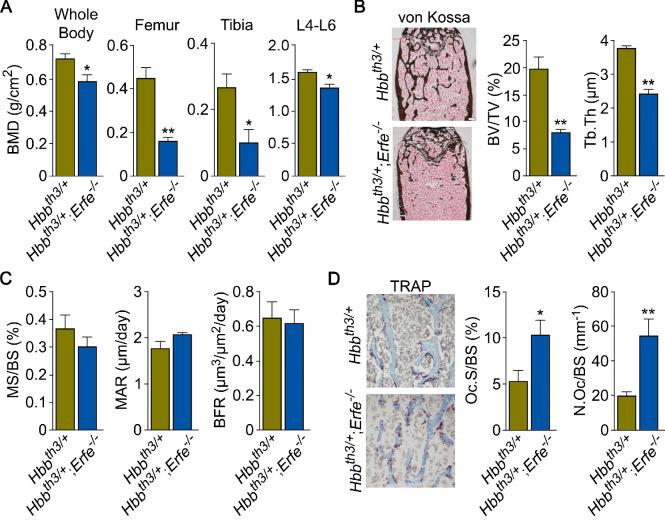 https://cdn.ncbi.nlm.nih.gov/pmc/blobs/32cc/8205482/139369af2fc3/elife-68217-fig5.jpg