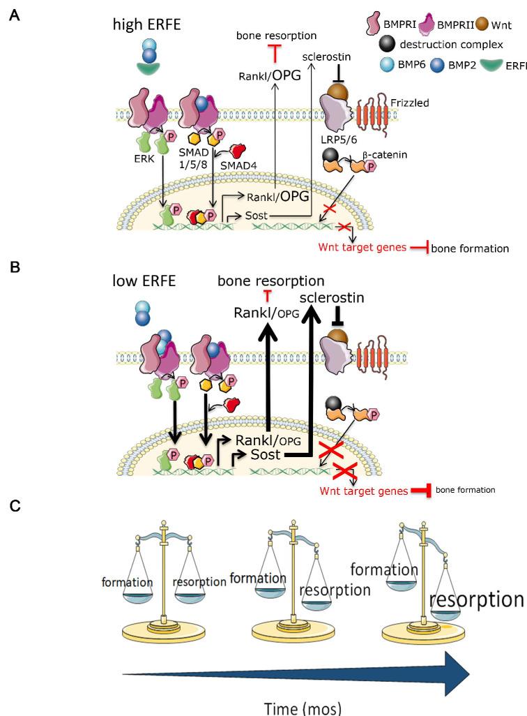 https://cdn.ncbi.nlm.nih.gov/pmc/blobs/32cc/8205482/3ae051682dfc/elife-68217-fig6.jpg