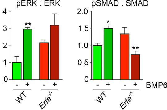 https://cdn.ncbi.nlm.nih.gov/pmc/blobs/32cc/8205482/4539c9fcb544/elife-68217-fig3-figsupp1.jpg