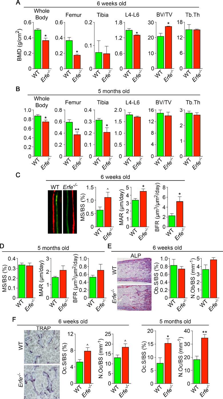https://cdn.ncbi.nlm.nih.gov/pmc/blobs/32cc/8205482/ca83aea06511/elife-68217-fig1.jpg