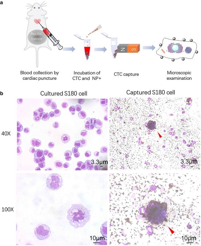 https://cdn.ncbi.nlm.nih.gov/pmc/blobs/32cd/6499951/435a75404ebc/12951_2019_491_Fig6_HTML.jpg