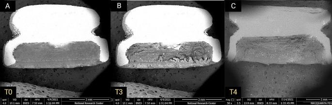 https://cdn.ncbi.nlm.nih.gov/pmc/blobs/32ce/11303480/3ed4980a482f/784_2024_5831_Fig6_HTML.jpg