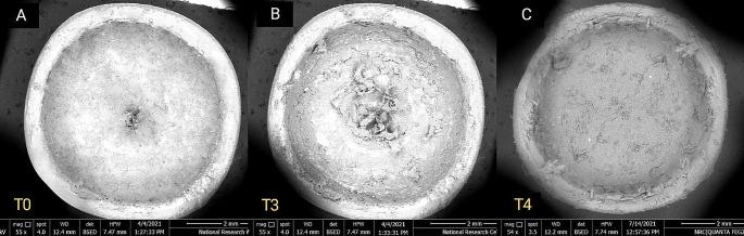 https://cdn.ncbi.nlm.nih.gov/pmc/blobs/32ce/11303480/c3da10ab149a/784_2024_5831_Fig5_HTML.jpg
