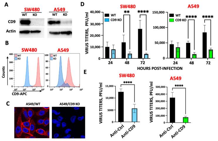 https://cdn.ncbi.nlm.nih.gov/pmc/blobs/32d2/12390632/3456645bbd0e/viruses-17-01141-g001.jpg