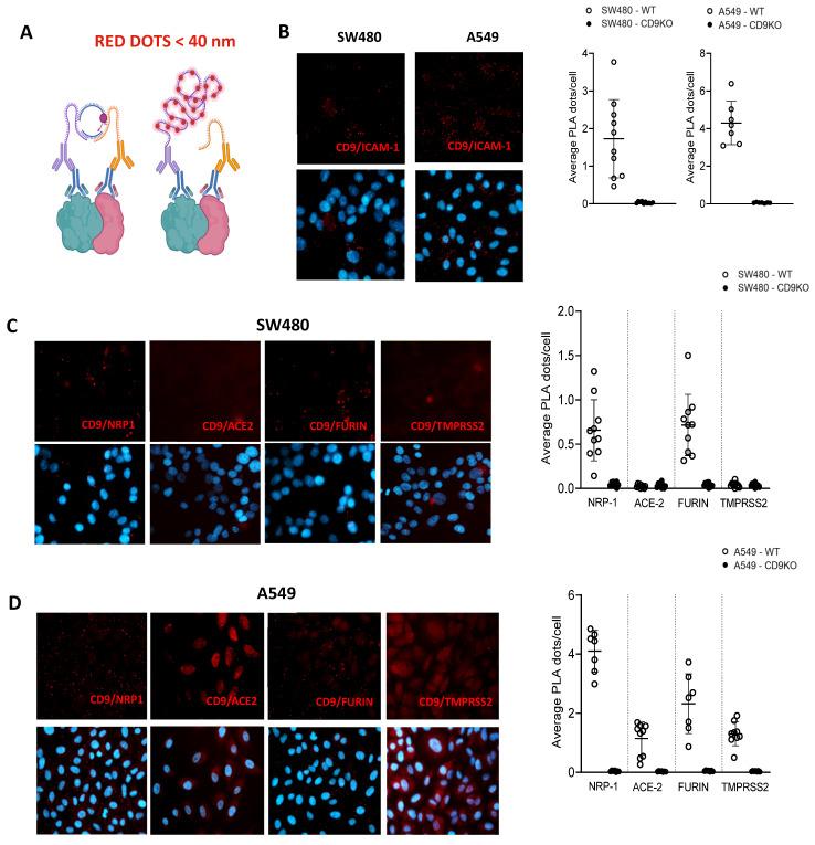 https://cdn.ncbi.nlm.nih.gov/pmc/blobs/32d2/12390632/3dc25c3747a9/viruses-17-01141-g006.jpg