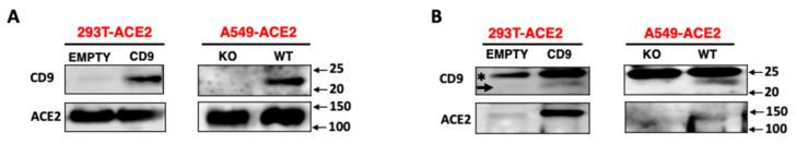 https://cdn.ncbi.nlm.nih.gov/pmc/blobs/32d2/12390632/b55909d38fa0/viruses-17-01141-g007.jpg