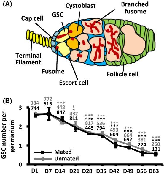 https://cdn.ncbi.nlm.nih.gov/pmc/blobs/32d5/4326914/fe513b7e73db/acel0014-0025-f1.jpg