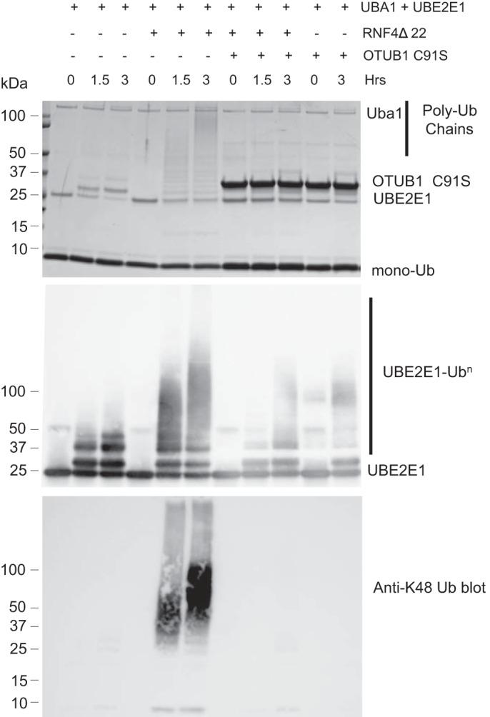 https://cdn.ncbi.nlm.nih.gov/pmc/blobs/32d8/6254341/b06c654849a9/zbc0481896550004.jpg