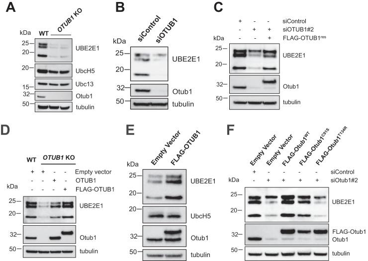 https://cdn.ncbi.nlm.nih.gov/pmc/blobs/32d8/6254341/d3c3fc80e748/zbc0481896550002.jpg