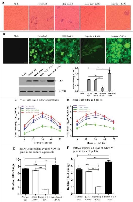 https://cdn.ncbi.nlm.nih.gov/pmc/blobs/32d9/5955436/1d083f6f0273/kvir-09-01-1449507-g009.jpg