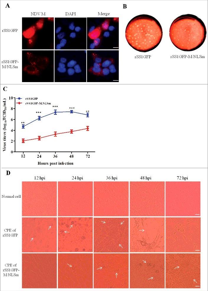 https://cdn.ncbi.nlm.nih.gov/pmc/blobs/32d9/5955436/6ff5fc9aa0e8/kvir-09-01-1449507-g003.jpg