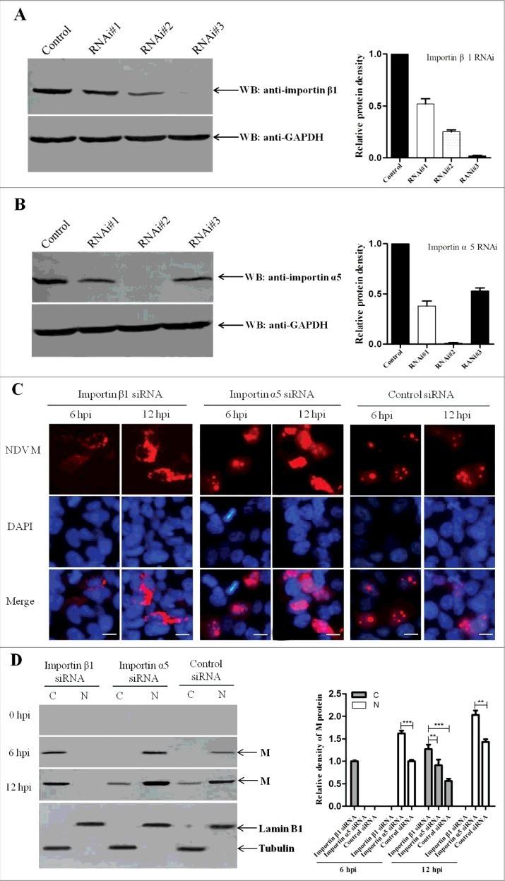 https://cdn.ncbi.nlm.nih.gov/pmc/blobs/32d9/5955436/850a46dc3ae2/kvir-09-01-1449507-g008.jpg