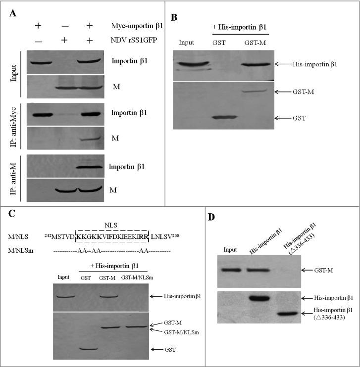 https://cdn.ncbi.nlm.nih.gov/pmc/blobs/32d9/5955436/a3183b332096/kvir-09-01-1449507-g002.jpg