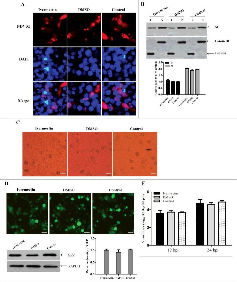 https://cdn.ncbi.nlm.nih.gov/pmc/blobs/32d9/5955436/c992fa012f76/kvir-09-01-1449507-g006.jpg