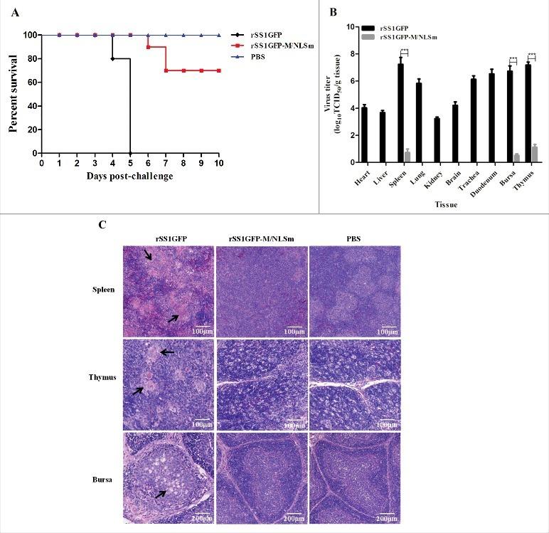 https://cdn.ncbi.nlm.nih.gov/pmc/blobs/32d9/5955436/fb79d89fb270/kvir-09-01-1449507-g004.jpg
