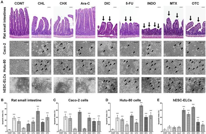 https://cdn.ncbi.nlm.nih.gov/pmc/blobs/32dc/8481684/d6b7d5bb78bf/fvets-08-587659-g0004.jpg