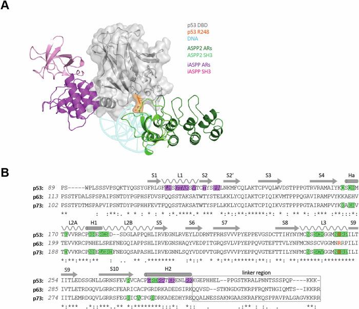 https://cdn.ncbi.nlm.nih.gov/pmc/blobs/32de/11704248/a606f3859615/41419_2024_7320_Fig1_HTML.jpg