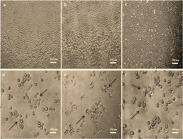 https://cdn.ncbi.nlm.nih.gov/pmc/blobs/32de/9280575/aa83d7ab104f/gr1.jpg