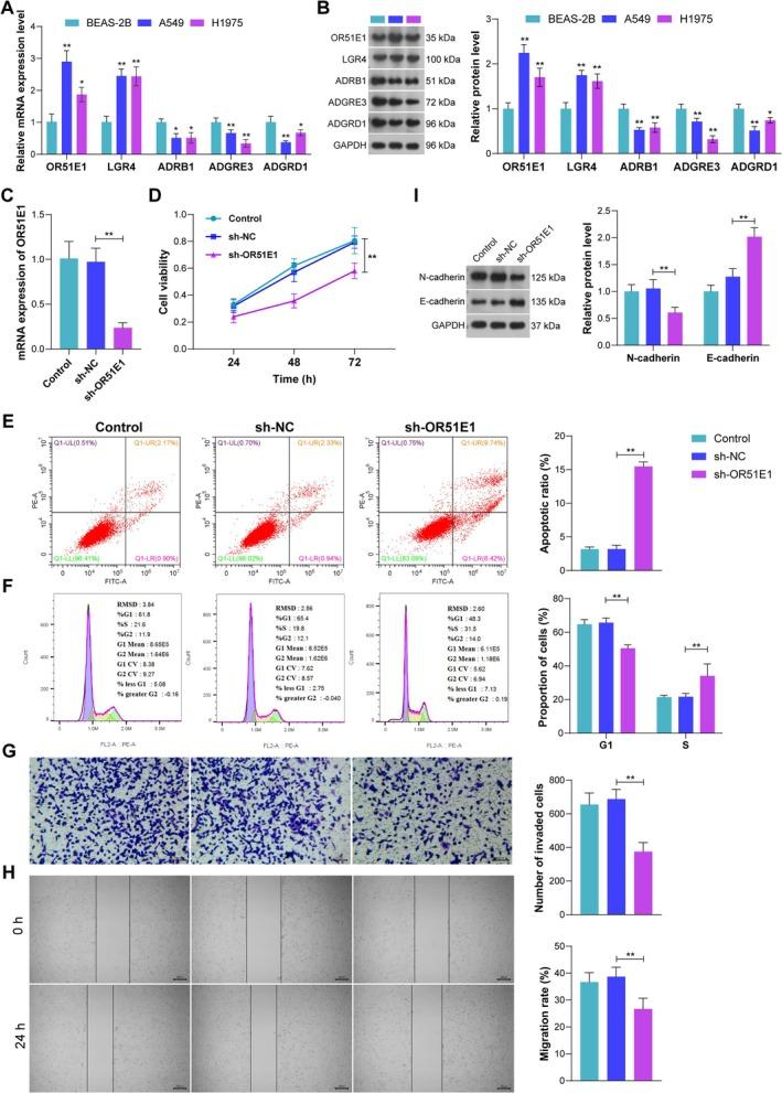 https://cdn.ncbi.nlm.nih.gov/pmc/blobs/32df/12075931/222261eb1074/CRJ-19-e70080-g001.jpg