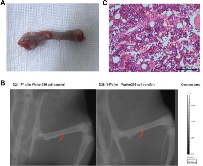 https://cdn.ncbi.nlm.nih.gov/pmc/blobs/32e0/6794653/d759f119fbc7/10.1177_1559325819882873-fig1.jpg