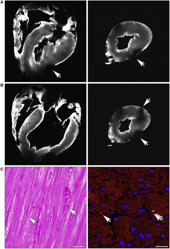 https://cdn.ncbi.nlm.nih.gov/pmc/blobs/32e2/10468651/a84217752d90/rbad070f4.jpg