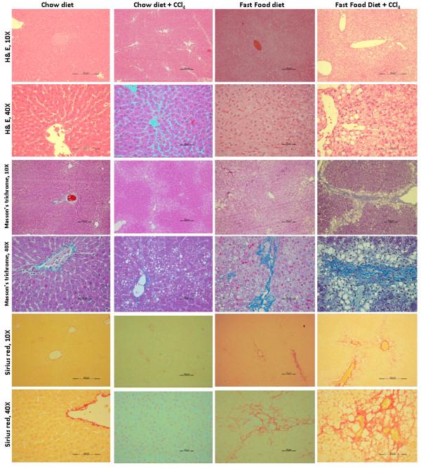https://cdn.ncbi.nlm.nih.gov/pmc/blobs/32e7/4036109/b77e04729fd0/1471-230X-14-89-1.jpg