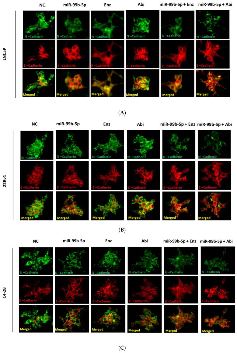 https://cdn.ncbi.nlm.nih.gov/pmc/blobs/32e8/11119738/bb56286a3768/cancers-16-01933-g001a.jpg