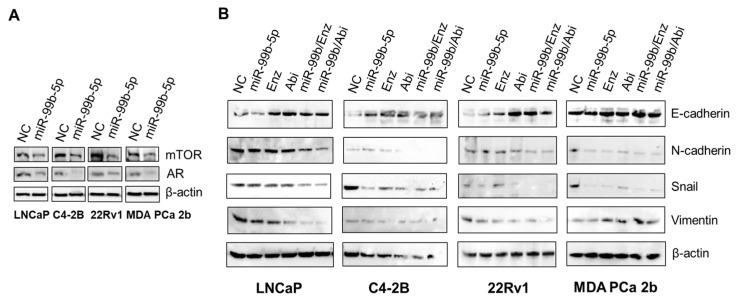 https://cdn.ncbi.nlm.nih.gov/pmc/blobs/32e8/11119738/d3e224a2d010/cancers-16-01933-g003.jpg