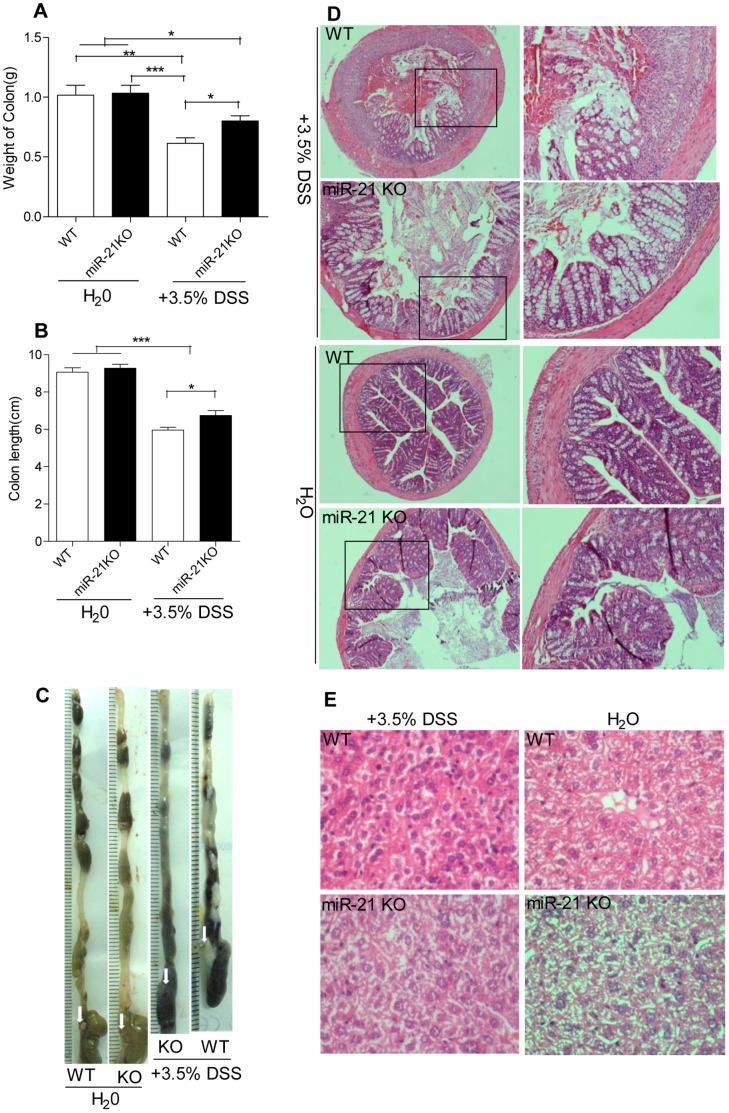 https://cdn.ncbi.nlm.nih.gov/pmc/blobs/32ec/3691313/a79b13aadcb8/pone.0066814.g004.jpg