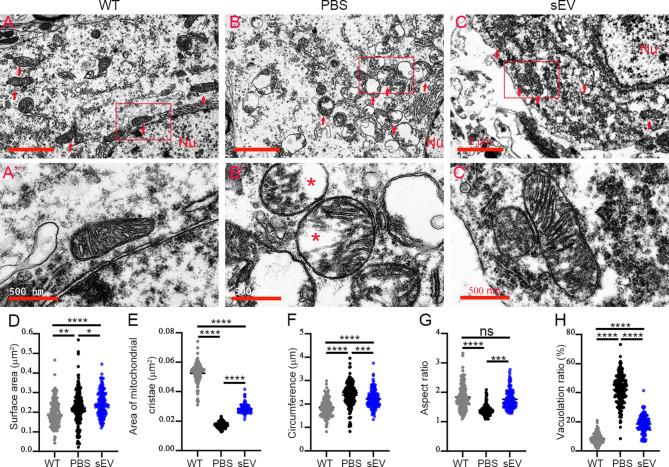 https://cdn.ncbi.nlm.nih.gov/pmc/blobs/32ee/11340036/5b1a69774cf9/12951_2024_2764_Fig6_HTML.jpg