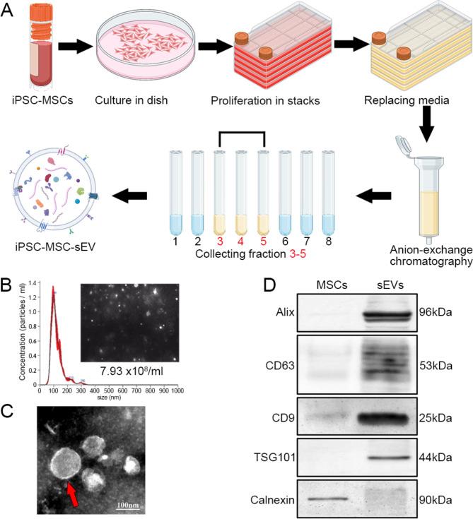 https://cdn.ncbi.nlm.nih.gov/pmc/blobs/32ee/11340036/6f49825d5233/12951_2024_2764_Fig1_HTML.jpg