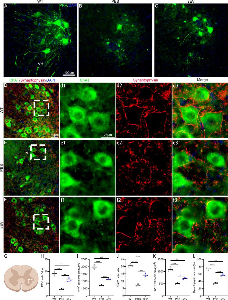 https://cdn.ncbi.nlm.nih.gov/pmc/blobs/32ee/11340036/bce9c9640526/12951_2024_2764_Fig4_HTML.jpg