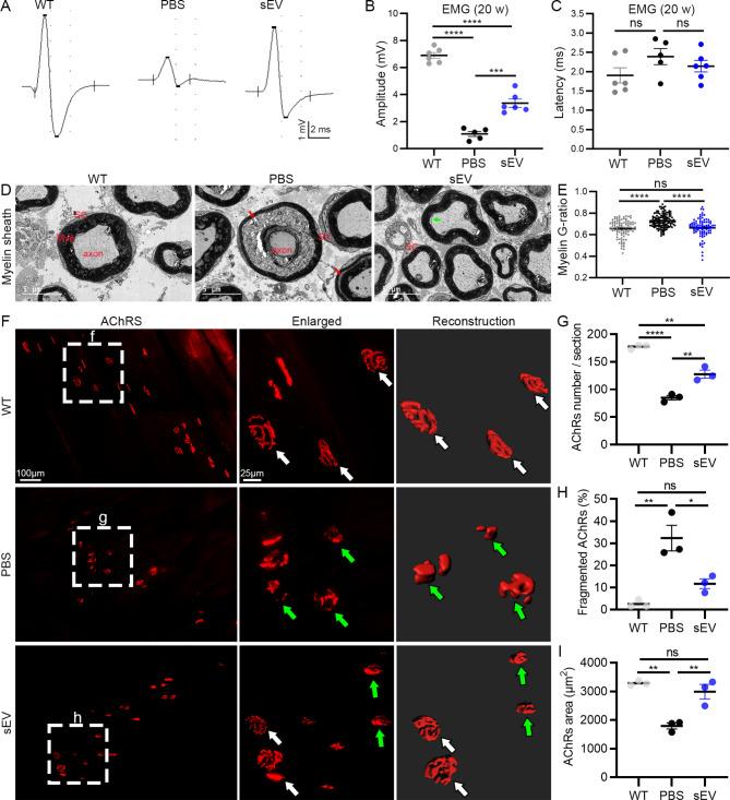 https://cdn.ncbi.nlm.nih.gov/pmc/blobs/32ee/11340036/d6067ca6f9b1/12951_2024_2764_Fig5_HTML.jpg