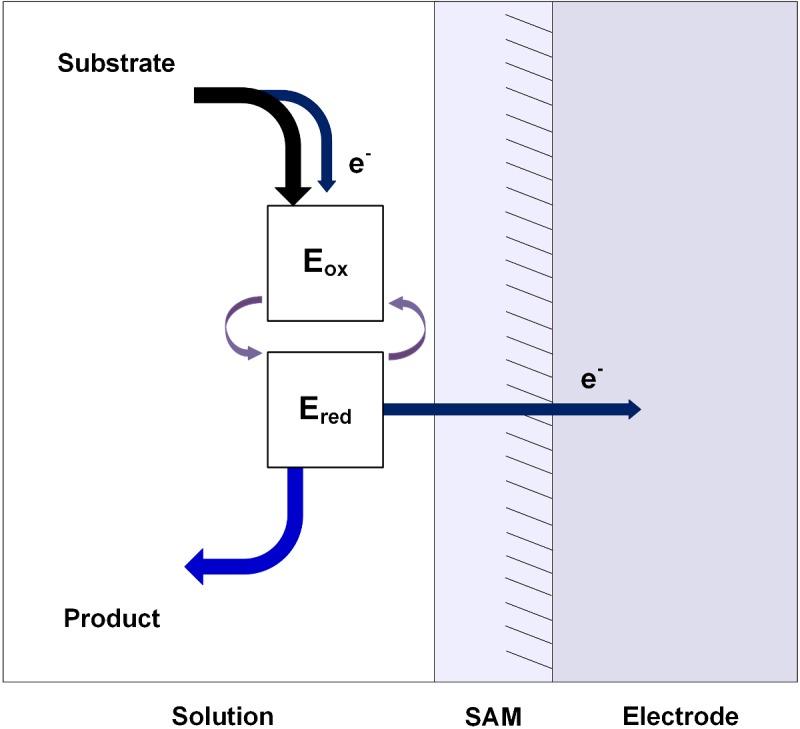 https://cdn.ncbi.nlm.nih.gov/pmc/blobs/32ee/4986461/5b56a098df70/bse0600069fig3.jpg