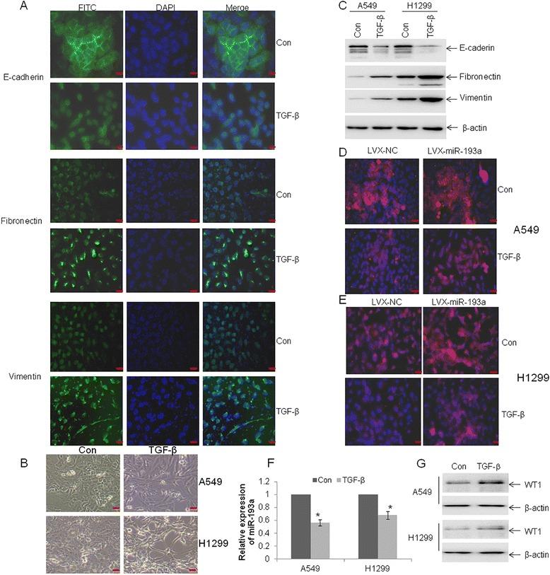 https://cdn.ncbi.nlm.nih.gov/pmc/blobs/32f2/5100283/12794115091e/13046_2016_450_Fig6_HTML.jpg
