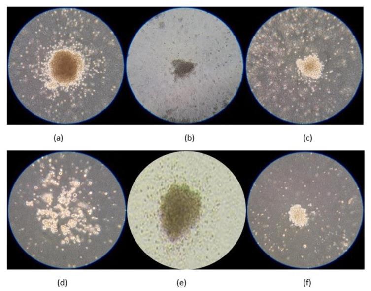 https://cdn.ncbi.nlm.nih.gov/pmc/blobs/32f4/7680049/adfe76f5f148/peerj-08-10346-g004.jpg