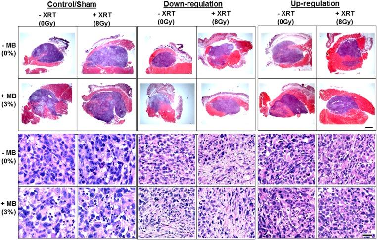 https://cdn.ncbi.nlm.nih.gov/pmc/blobs/32f5/5528834/84850983a9e6/pone.0181951.g003.jpg