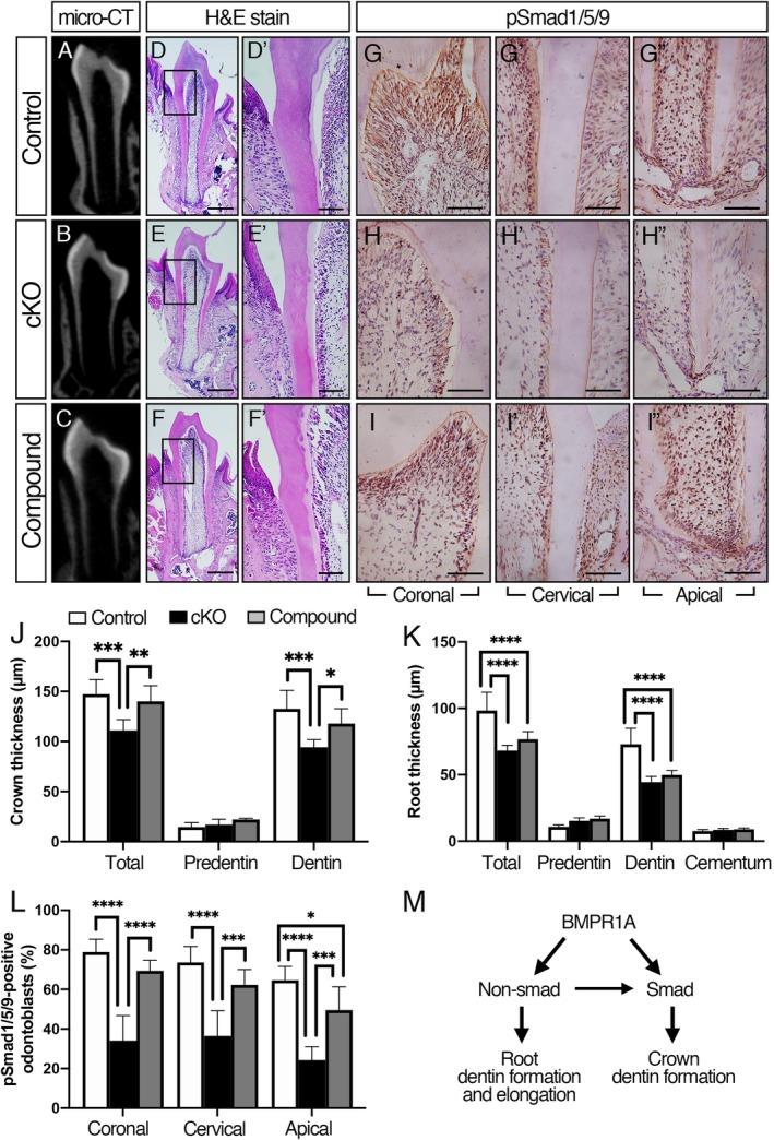 https://cdn.ncbi.nlm.nih.gov/pmc/blobs/32f7/7017888/3fd53908b0d2/JBM4-4-e10249-g005.jpg