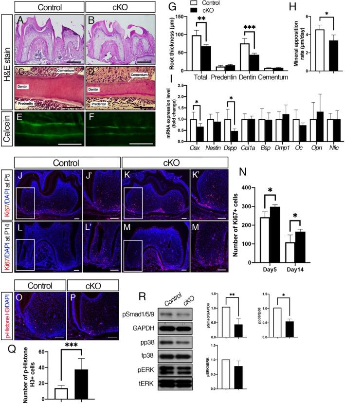 https://cdn.ncbi.nlm.nih.gov/pmc/blobs/32f7/7017888/cf0241e0ed76/JBM4-4-e10249-g002.jpg