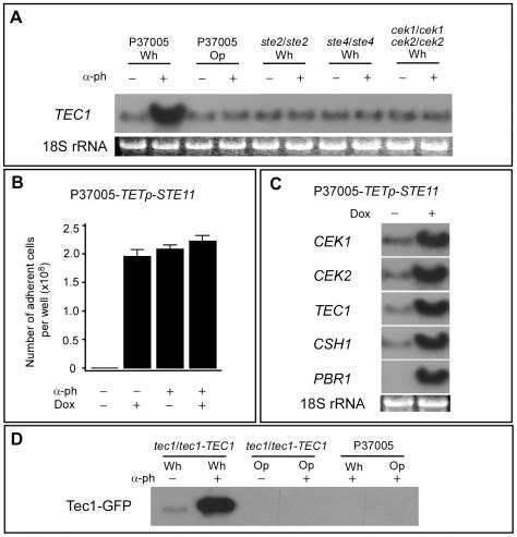 https://cdn.ncbi.nlm.nih.gov/pmc/blobs/32f8/2864266/568fbed5f21b/pbio.1000363.g002.jpg