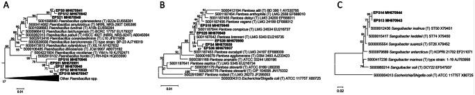 https://cdn.ncbi.nlm.nih.gov/pmc/blobs/32f8/8007504/bb2f3b2637bb/253_2021_11212_Fig6_HTML.jpg