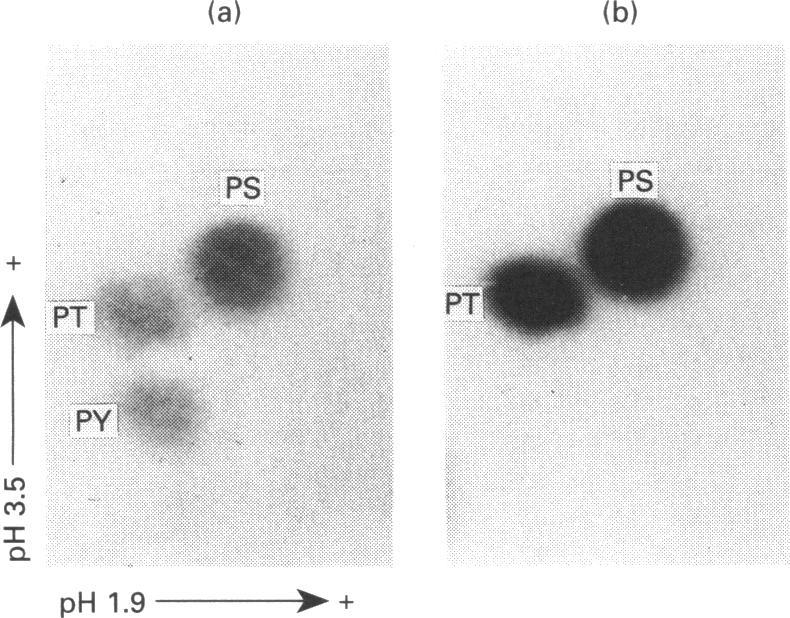 https://cdn.ncbi.nlm.nih.gov/pmc/blobs/32fc/1137769/5ea9fee90939/biochemj00097-0296-a.jpg