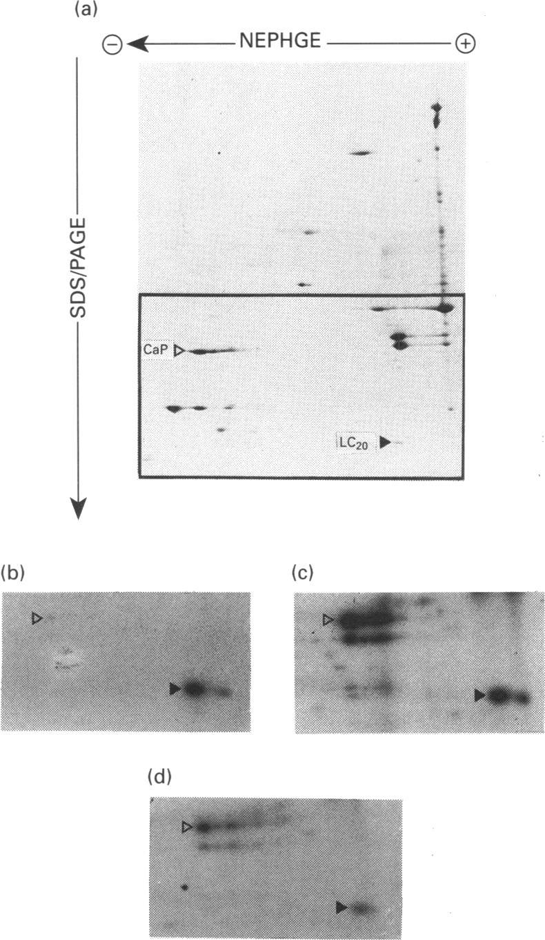https://cdn.ncbi.nlm.nih.gov/pmc/blobs/32fc/1137769/73cd30242f98/biochemj00097-0300-c.jpg