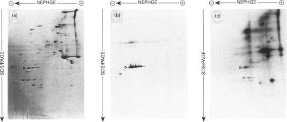 https://cdn.ncbi.nlm.nih.gov/pmc/blobs/32fc/1137769/94a636e272ec/biochemj00097-0301-a.jpg
